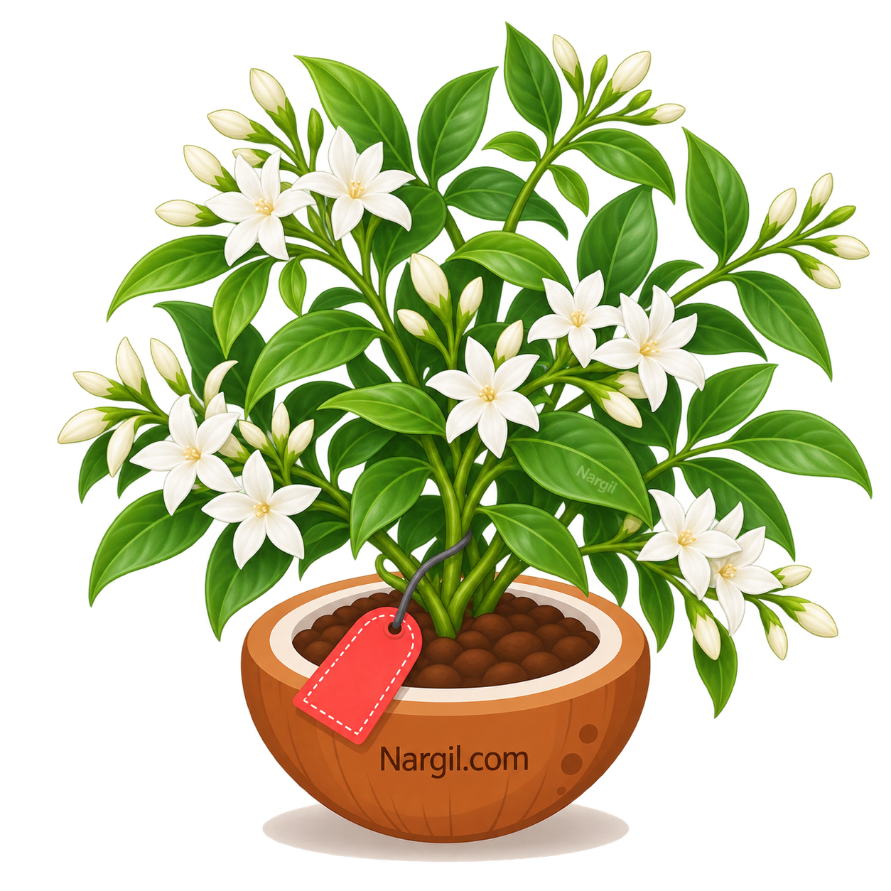 Nargil_Jasminum Officinalis